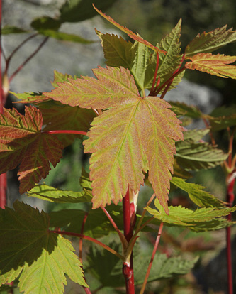 Rocky Mountain Maple - Acer glabrum var. douglasii
