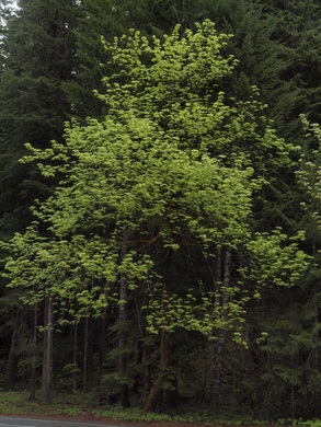Bigleaf Maple - Acer macrophyllumBigleaf Maple - Acer macrophyllum