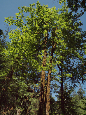 Bigleaf Maple - Acer macrophyllum