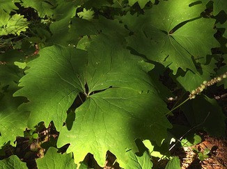 California Vanilla-Leaf - Achlys californica
