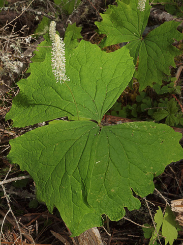 Vanilla-leaf - Achlys triphylla