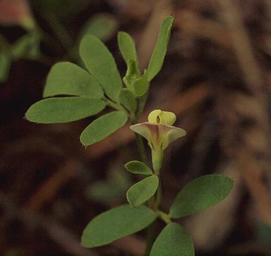 Spanich-clover - Acmispon americanus