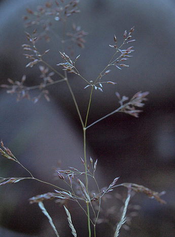 Spike Bentgrass - Agrostis exarata