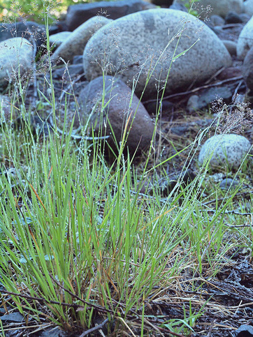 Spike Bentgrass - Agrostis exarata