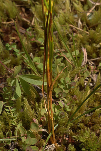 Idaho Bentgrass - Agrostis idahoensis
