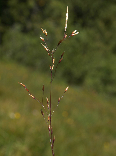 Idaho Bentgrass - Agrostis idahoensis