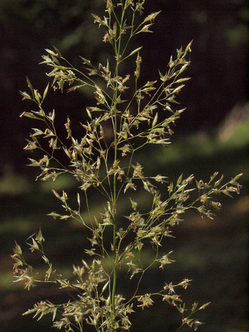 Leafy Bentgrass - Agrostis pallens