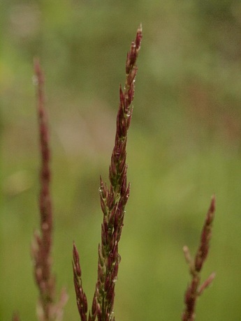 Mountain Bentgrass - Agrostis variabilis