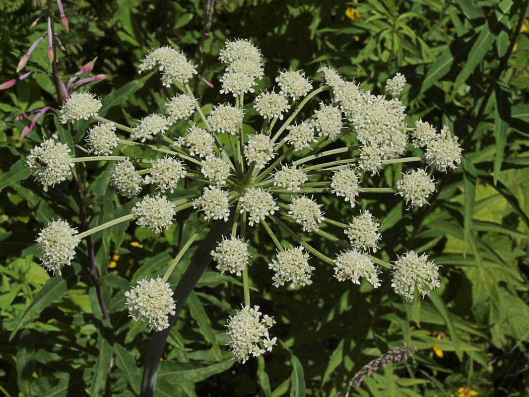 Sharp-toothed Angelica - Angelica arguta