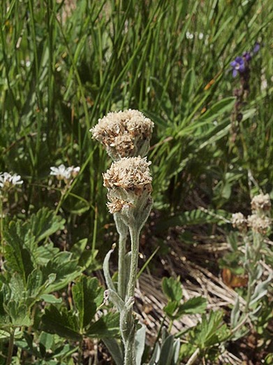 Woolly Pussytoes - Antennaria lanata