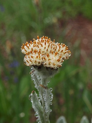 Woolly Pussytoes - Antennaria lanata