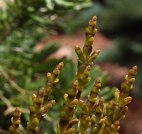 Western Dwarf Mistletoe - Arceuthobium campylopodium