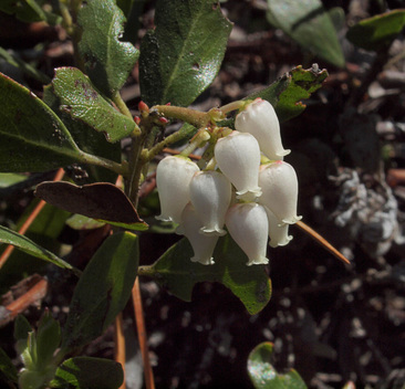 Pinemat Manzanita - Arctostaphylos nevadensis ssp. nevadensis