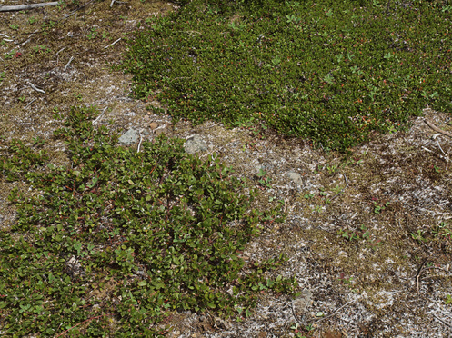 Pinemat Manzanita - Arctostaphylos nevadensis ssp. nevadensis