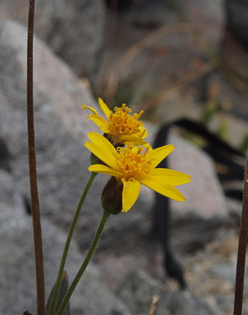 PiClasping Arnica - Arnica lanceolata ssp. primacture