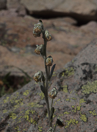 Three-forked Wormwood - Artemisia furcata