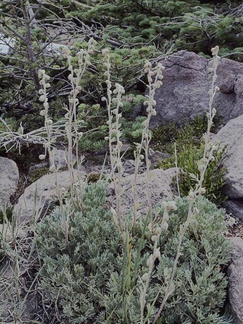 Three-forked Wormwood - Artemisia furcata
