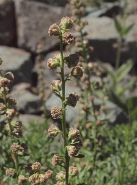 Michaux's Wormwood - Artemisia michauxiana