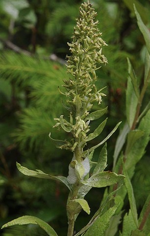 Coastal Wormwood - Artemisia suksdorfii