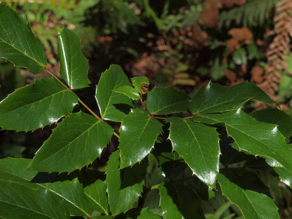 Oregon Grape - Berberis aquifolium