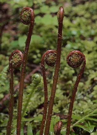 Deer Fern - Blechnum spicant