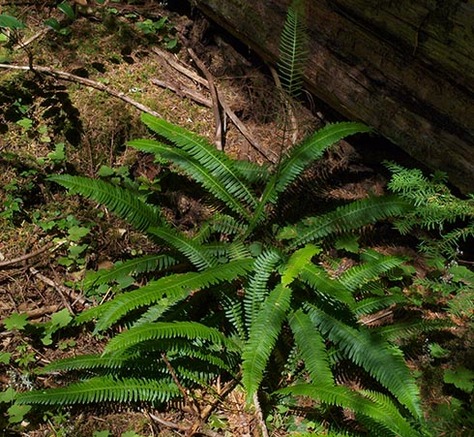 Deer Fern - Blechnum spicant