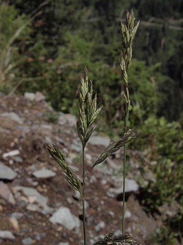 Mountain Brome - Bromus carinatus var. marginatus 