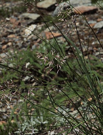 One-and-a-Half Reedgrass - Calamagrostis sesquiflora