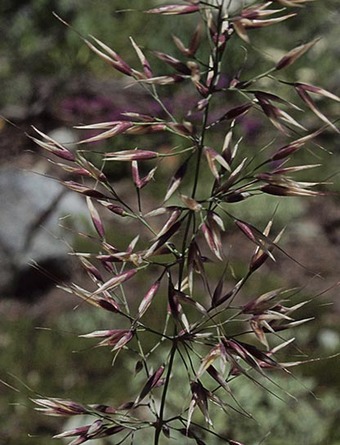 One-and-a-Half Reedgrass - Calamagrostis sesquiflora