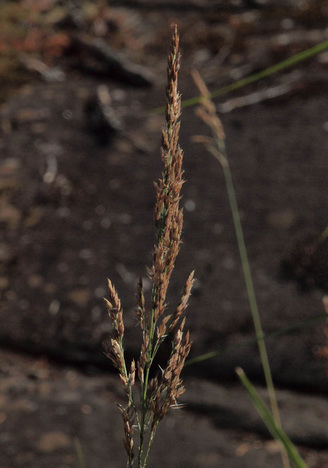 Slimstem Reedgrass - Calamagrostis stricta ssp. inexpansa