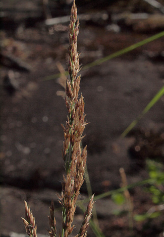 Slimstem Reedgrass - Calamagrostis stricta ssp. inexpansa