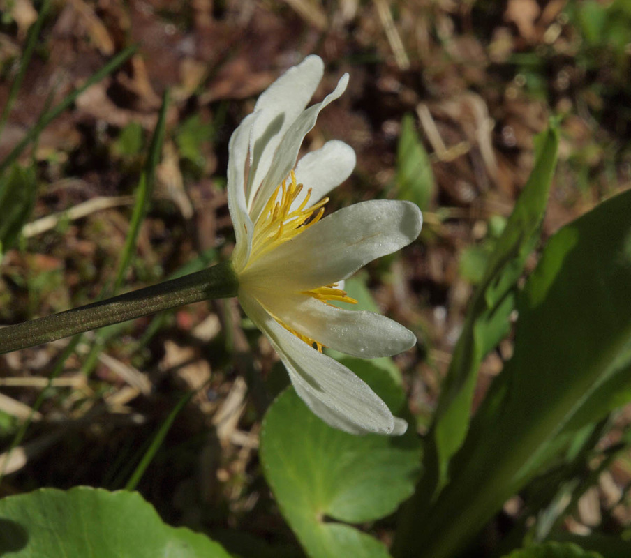 Elkslip Marsh-marigold - Caltha leptosepala