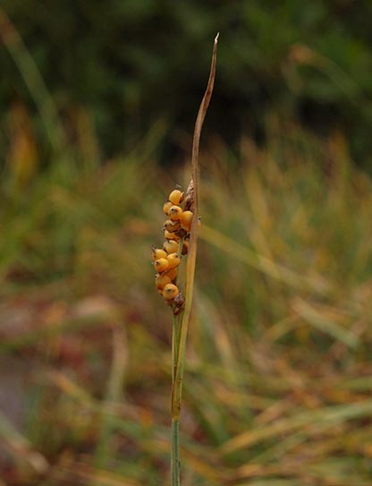 Golden Sedge - Carex aurea