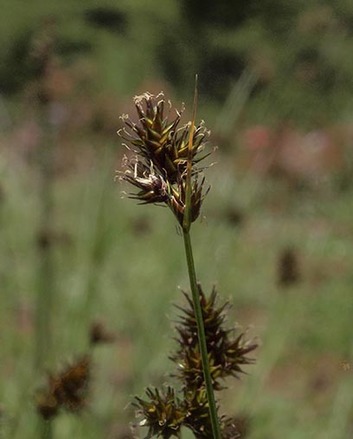 Small-wing Sedge - Carex microptera