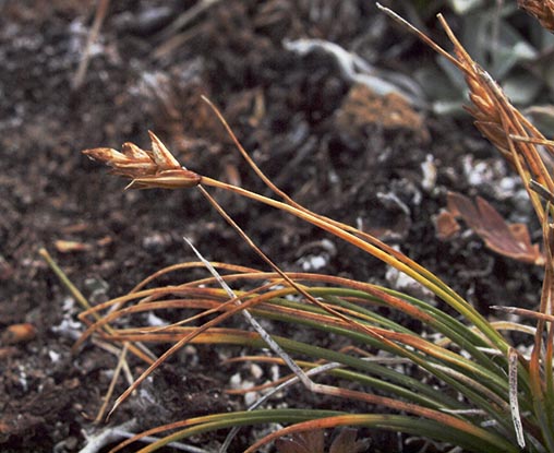 Spikenard Sedge - Carex nardina