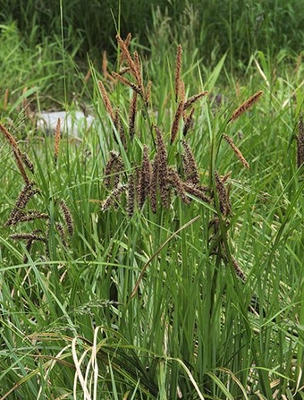 Slough Sedge - Carex obnupta