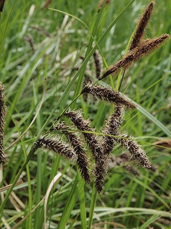 Slough Sedge - Carex obnupta