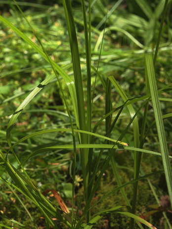 Thick-headed Sedge - Carex pachystachya