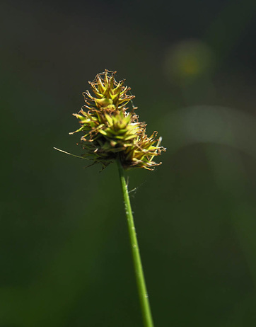 Thick-headed Sedge - Carex pachystachya