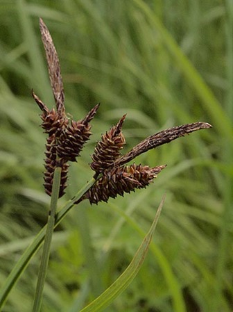 Payson's Sedge - Carex paysonis