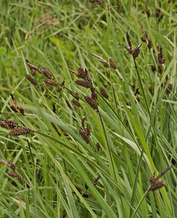Payson's Sedge - Carex paysonis