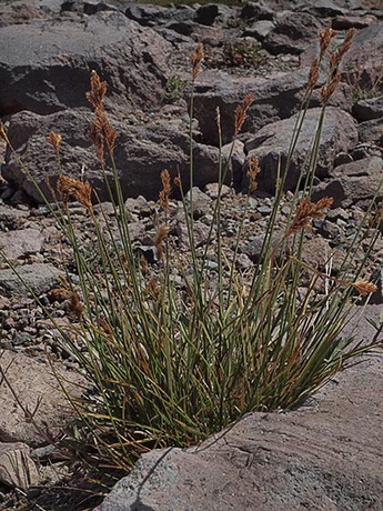 Dunhead Sedge - Carex phaeocephala