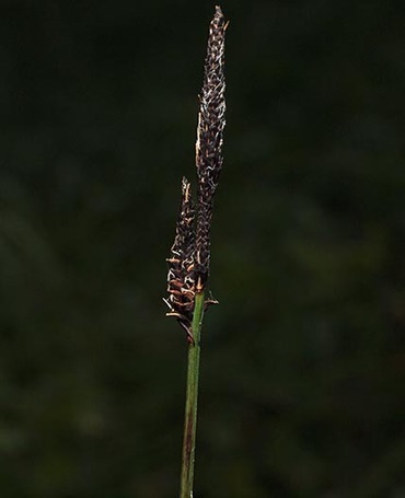 Rocky Mountain Sedge - Carex scopulorum var. bracteosa