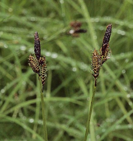 Rocky Mountain Sedge - Carex scopulorum var. bracteosa