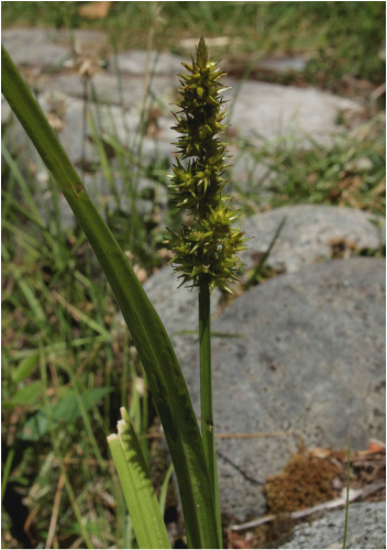 Sawbeak Sedge - Carex stipata var. stipata
