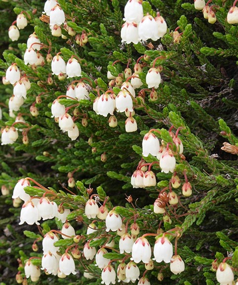 White Heather - Cassiope mertensiana ssp. mertensiana