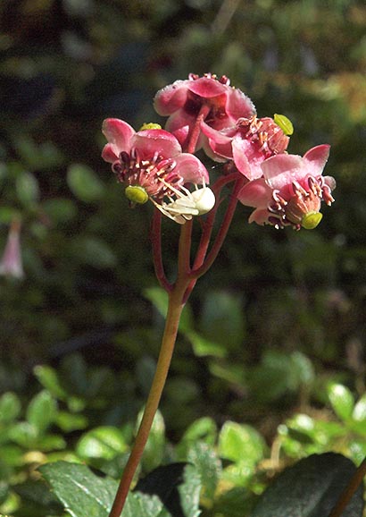 Pipsissewa - Chimaphila umbellata ssp. umbellata