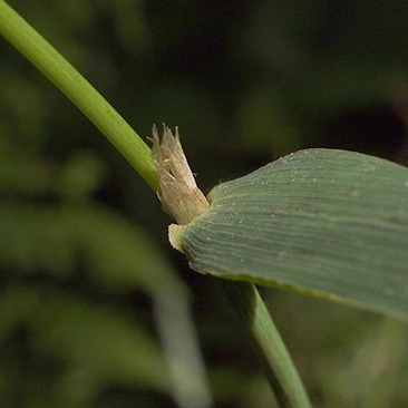 Slender Woodreed - Cinna latifolia