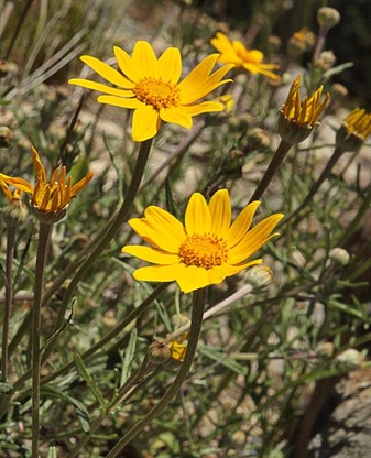 Oregon Sunshine - Eriophyllum lanatum var. lanatum