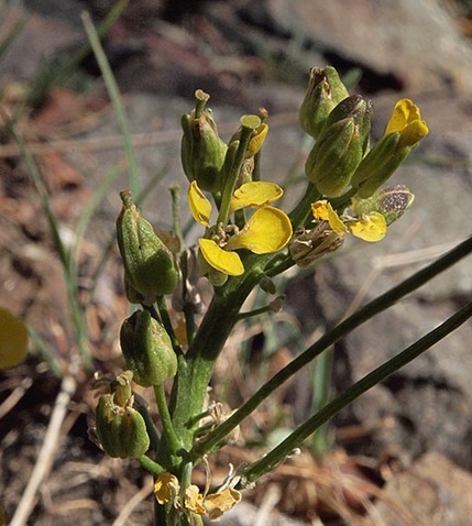 Cascade Wallflower - Erysimum arenicola